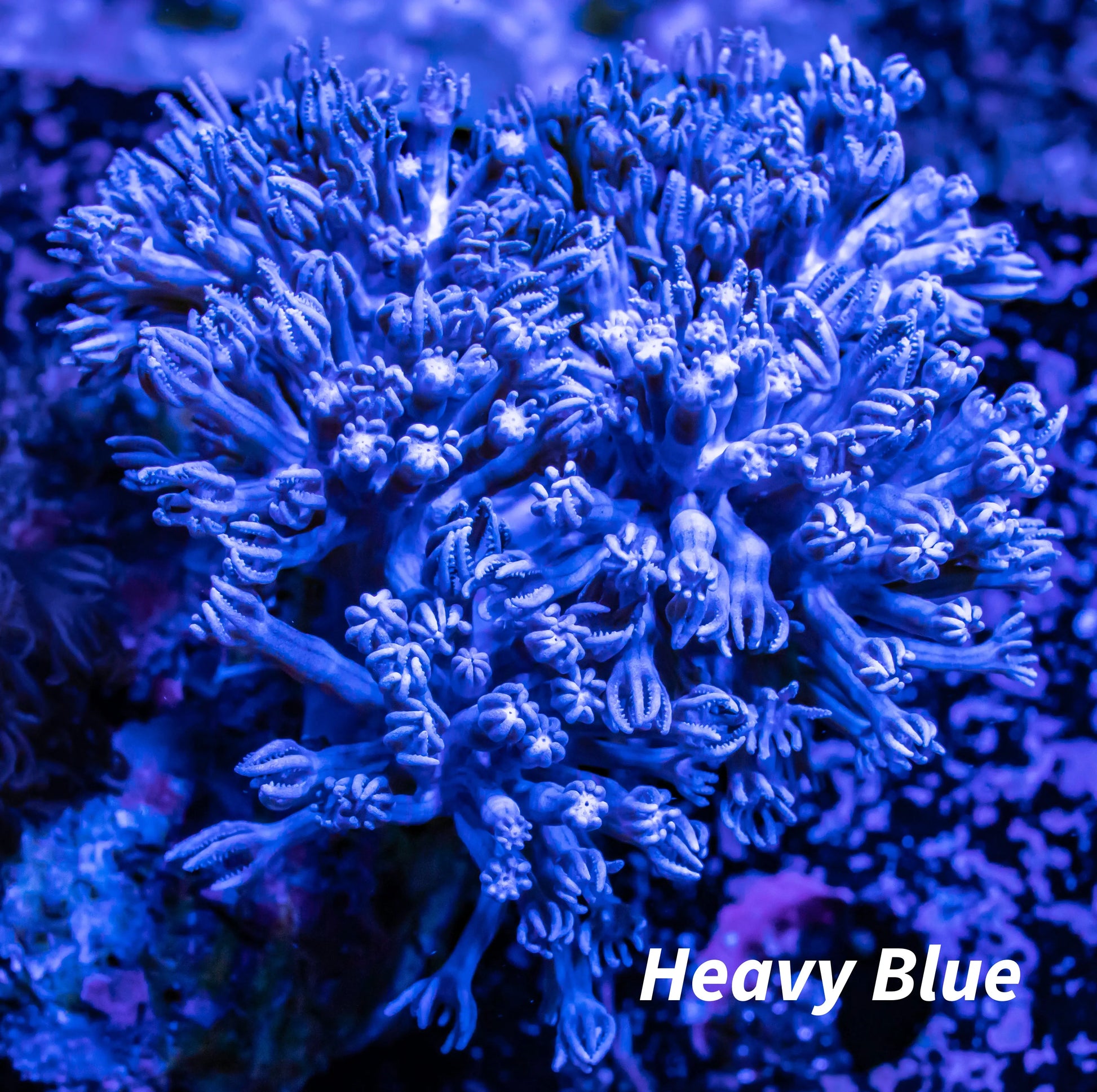 Pulsing Xenia Coral  WYSIWYG 7cm Pulsing Xenia Coral  WYSIWYG 7cm Soft Coral Pulsing Xenia Coral  WYSIWYG 7cm Zeo Box Reef