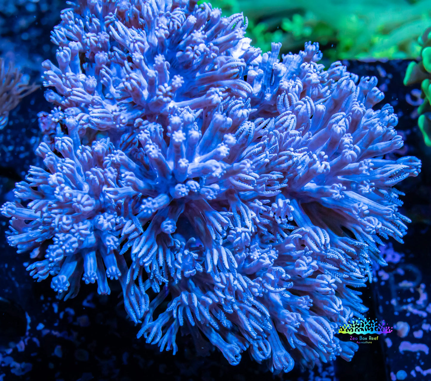 Pulsing Xenia Coral  WYSIWYG 8cm Pulsing Xenia Coral  WYSIWYG 8cm Soft Coral Pulsing Xenia Coral  WYSIWYG 8cm Zeo Box Reef