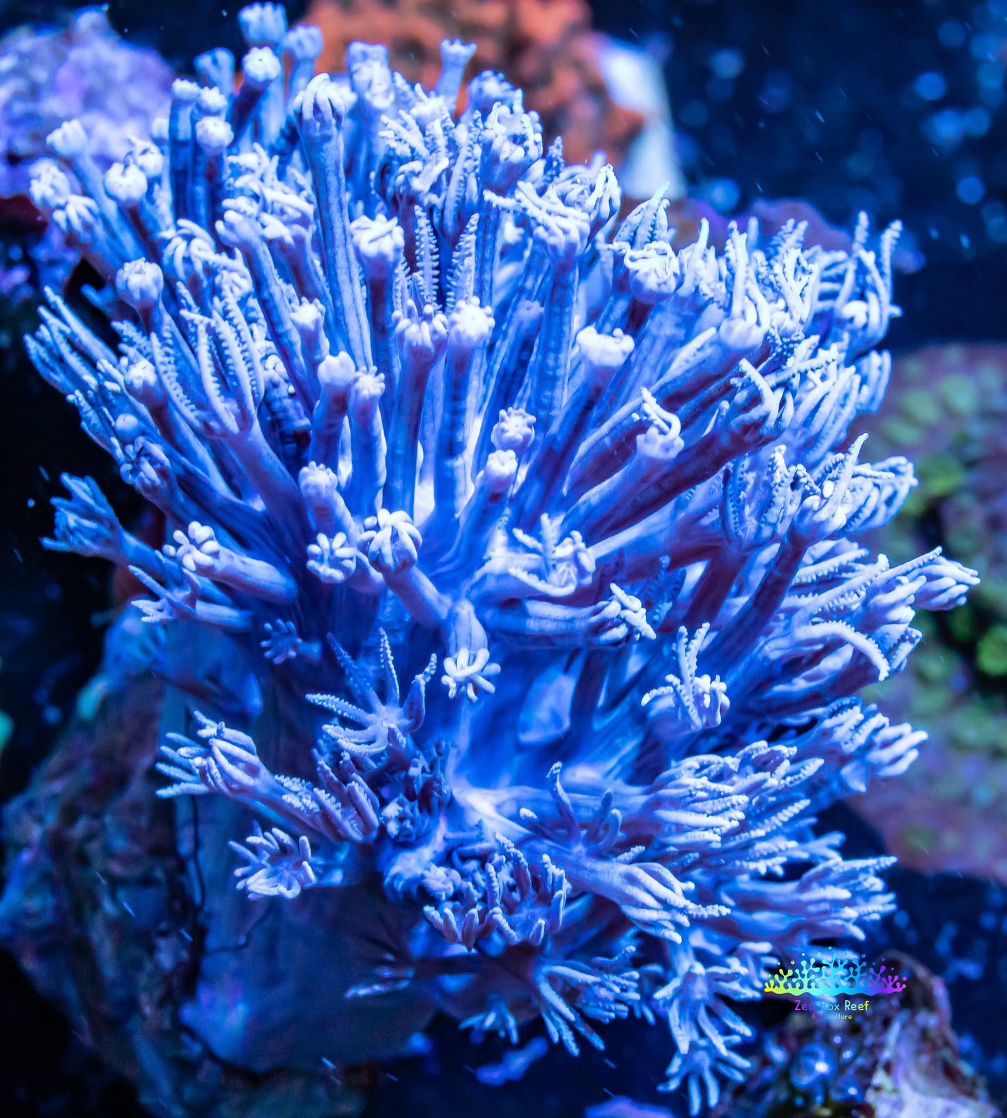 Pulsing Xenia Coral  WYSIWYG 8cm Pulsing Xenia Coral  WYSIWYG 8cm Soft Coral Pulsing Xenia Coral  WYSIWYG 8cm Zeo Box Reef