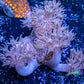 Pulsing Xenia Coral  WYSIWYG 8cm Pulsing Xenia Coral  WYSIWYG 8cm Soft Coral Pulsing Xenia Coral  WYSIWYG 8cm Zeo Box Reef