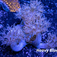 Pulsing Xenia Coral  WYSIWYG 8cm Pulsing Xenia Coral  WYSIWYG 8cm Soft Coral Pulsing Xenia Coral  WYSIWYG 8cm Zeo Box Reef