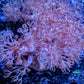 Pulsing Xenia Coral  WYSIWYG 8cm Pulsing Xenia Coral  WYSIWYG 8cm Soft Coral Pulsing Xenia Coral  WYSIWYG 8cm Zeo Box Reef