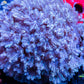 Pulsing Xenia Coral  WYSIWYG 8cm Pulsing Xenia Coral  WYSIWYG 8cm Soft Coral Pulsing Xenia Coral  WYSIWYG 8cm Zeo Box Reef