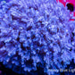 Pulsing Xenia Coral  WYSIWYG 8cm Pulsing Xenia Coral  WYSIWYG 8cm Soft Coral Pulsing Xenia Coral  WYSIWYG 8cm Zeo Box Reef
