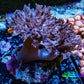 Pulsing Xenia Coral Live Rock  WYSIWYG 7cm Pulsing Xenia Coral Live Rock  WYSIWYG 7cm Soft Coral Pulsing Xenia Coral Live Rock  WYSIWYG 7cm Zeo Box Reef