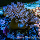 Pulsing Xenia Coral Live Rock  WYSIWYG 7cm Pulsing Xenia Coral Live Rock  WYSIWYG 7cm Soft Coral Pulsing Xenia Coral Live Rock  WYSIWYG 7cm Zeo Box Reef