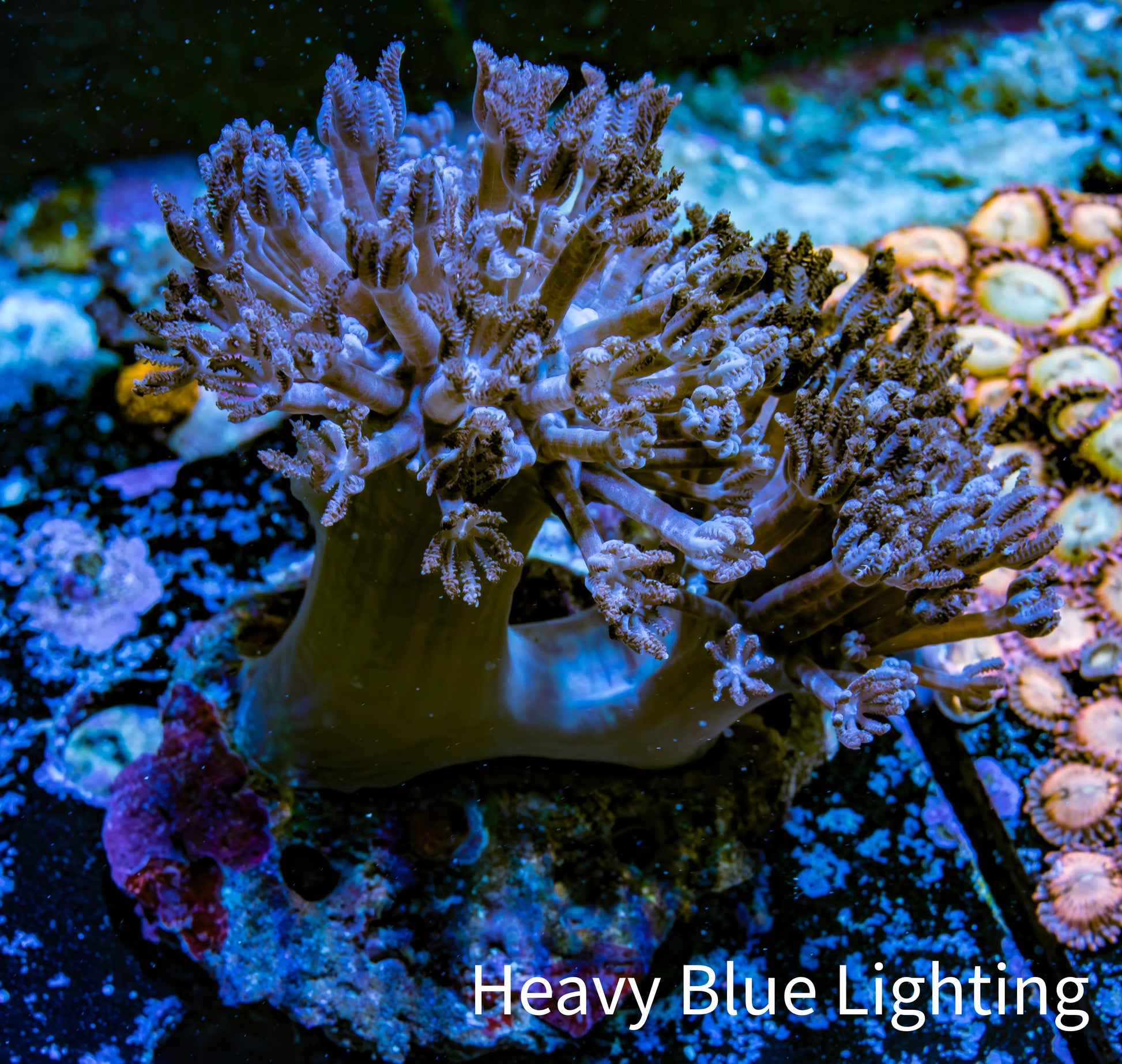 Pulsing Xenia Coral Live Rock  WYSIWYG 7cm Pulsing Xenia Coral Live Rock  WYSIWYG 7cm Soft Coral Pulsing Xenia Coral Live Rock  WYSIWYG 7cm Zeo Box Reef