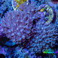 Pulsing Xenia Coral WYSIWYG 4cm Pulsing Xenia Coral WYSIWYG 4cm Soft Coral Pulsing Xenia Coral WYSIWYG 4cm Zeo Box Reef