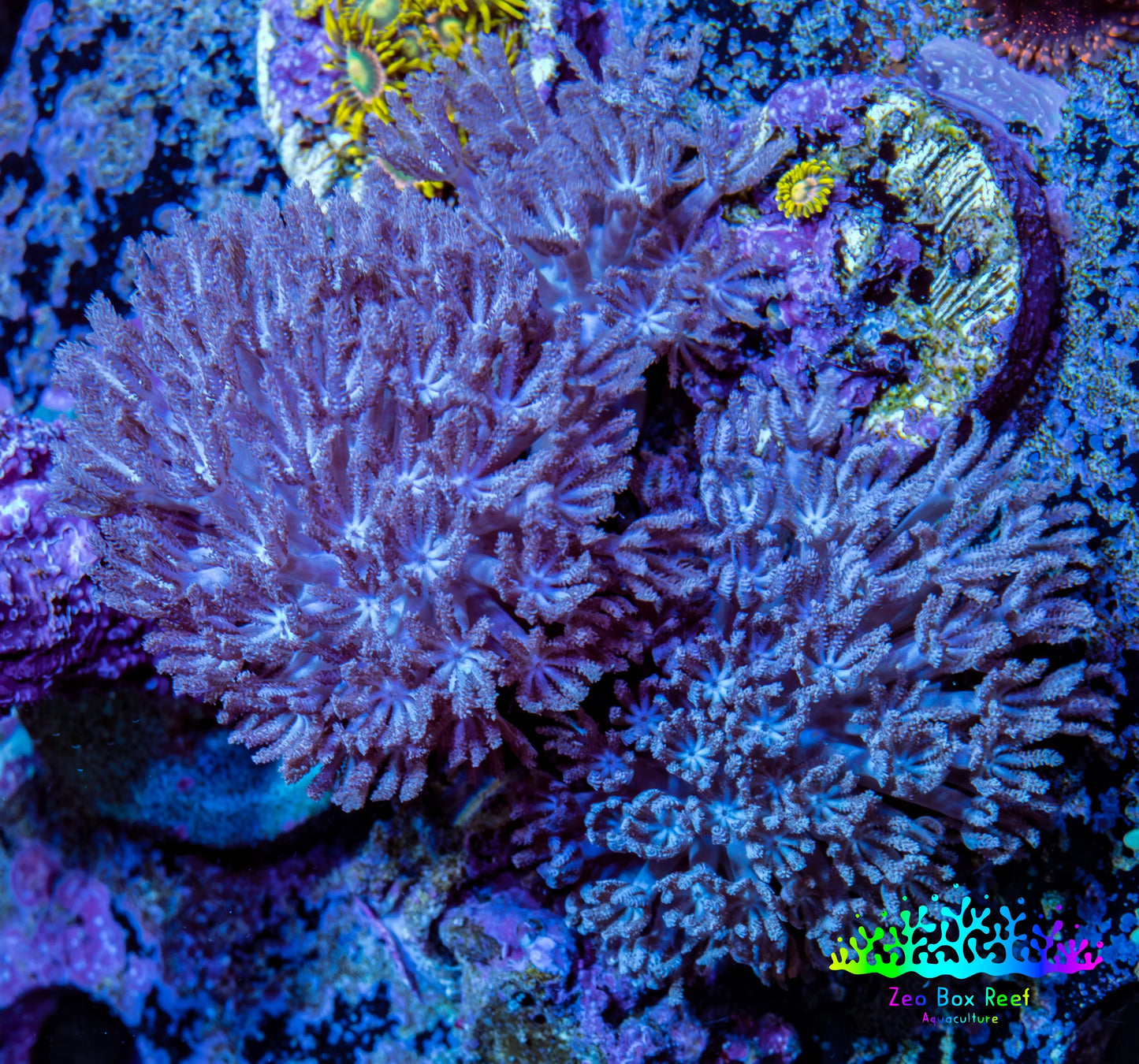 Pulsing Xenia Coral WYSIWYG 4cm Pulsing Xenia Coral WYSIWYG 4cm Soft Coral Pulsing Xenia Coral WYSIWYG 4cm Zeo Box Reef