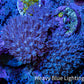 Pulsing Xenia Coral WYSIWYG 4cm Pulsing Xenia Coral WYSIWYG 4cm Soft Coral Pulsing Xenia Coral WYSIWYG 4cm Zeo Box Reef