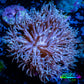 Pulsing Xenia Coral WYSIWYG 8cm Pulsing Xenia Coral WYSIWYG 8cm Soft Coral Pulsing Xenia Coral WYSIWYG 8cm Zeo Box Reef