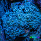 Pulsing Xenia Coral on  WYSIWYG 4cm Pulsing Xenia Coral on  WYSIWYG 4cm Soft Coral Pulsing Xenia Coral on  WYSIWYG 4cm Zeo Box Reef