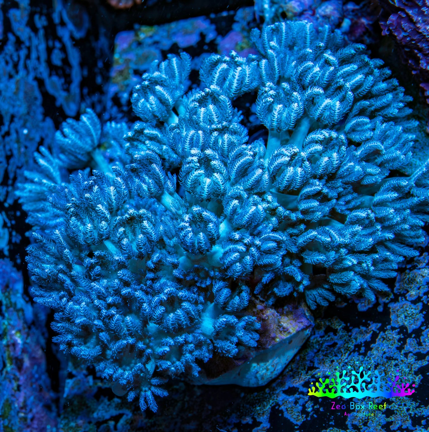 Pulsing Xenia Coral on  WYSIWYG 4cm Pulsing Xenia Coral on  WYSIWYG 4cm Soft Coral Pulsing Xenia Coral on  WYSIWYG 4cm Zeo Box Reef