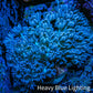 Pulsing Xenia Coral on  WYSIWYG 4cm Pulsing Xenia Coral on  WYSIWYG 4cm Soft Coral Pulsing Xenia Coral on  WYSIWYG 4cm Zeo Box Reef