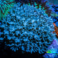Pulsing Xenia Coral on  WYSIWYG 5cm Pulsing Xenia Coral on  WYSIWYG 5cm Soft Coral Pulsing Xenia Coral on  WYSIWYG 5cm Zeo Box Reef