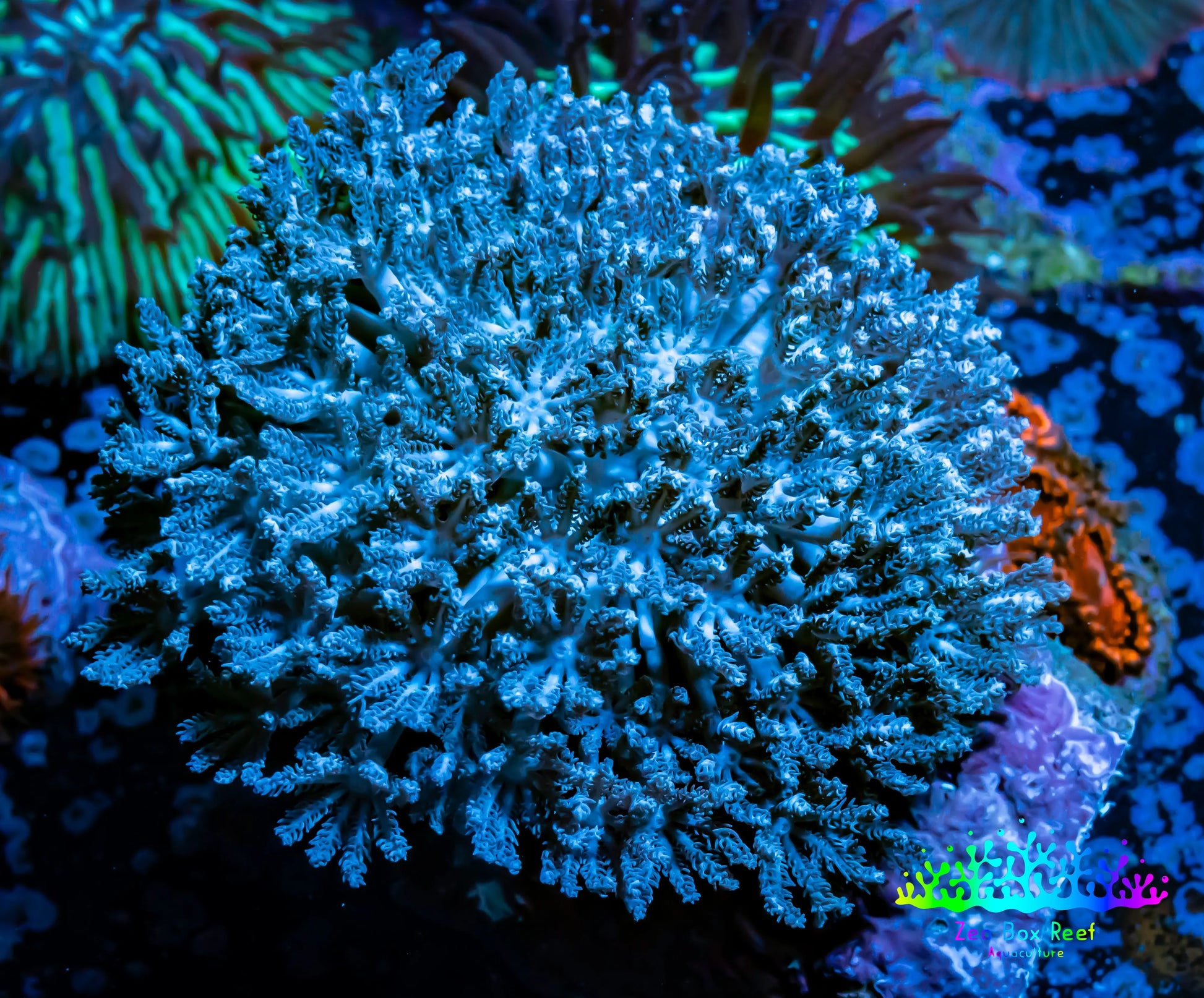 Pulsing Xenia Coral on  WYSIWYG 5cm Pulsing Xenia Coral on  WYSIWYG 5cm Soft Coral Pulsing Xenia Coral on  WYSIWYG 5cm Zeo Box Reef