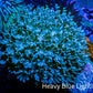 Pulsing Xenia Coral on  WYSIWYG 5cm Pulsing Xenia Coral on  WYSIWYG 5cm Soft Coral Pulsing Xenia Coral on  WYSIWYG 5cm Zeo Box Reef