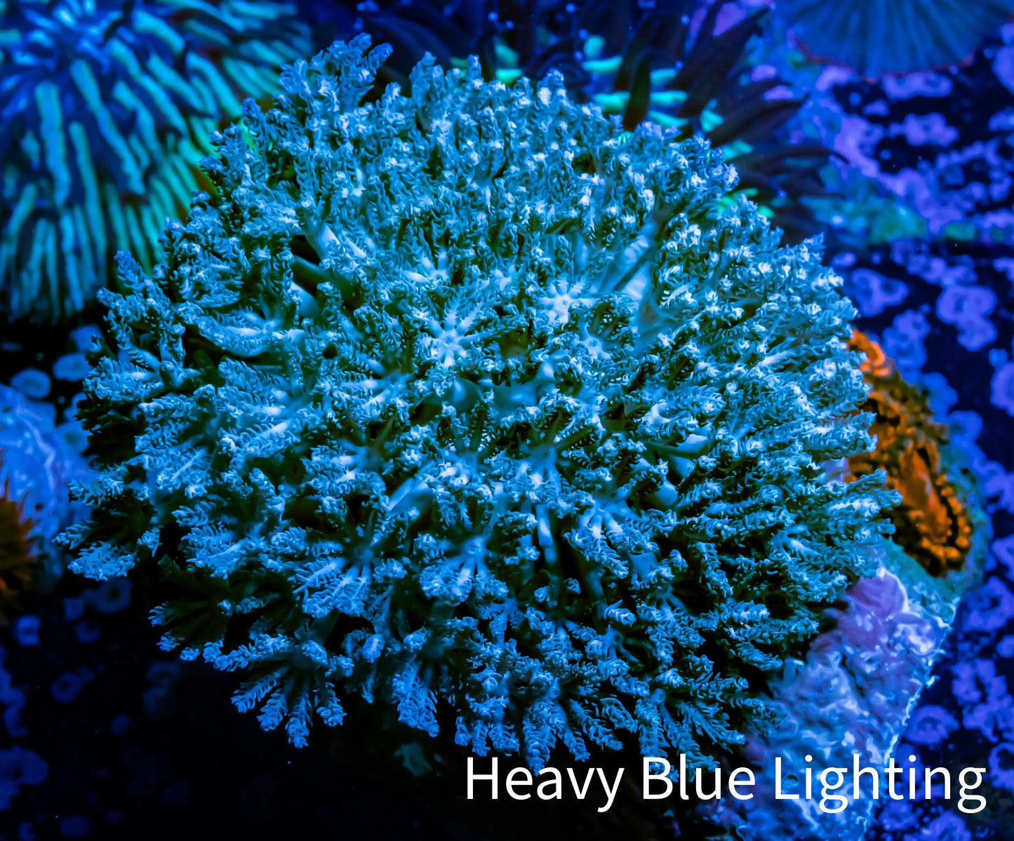 Pulsing Xenia Coral on  WYSIWYG 5cm Pulsing Xenia Coral on  WYSIWYG 5cm Soft Coral Pulsing Xenia Coral on  WYSIWYG 5cm Zeo Box Reef