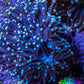 Purple Aqua Tip Torch Coral WYSIWYG 7cm Purple Aqua Tip Torch Coral WYSIWYG 7cm LPS Purple Aqua Tip Torch Coral WYSIWYG 7cm Zeo Box Reef