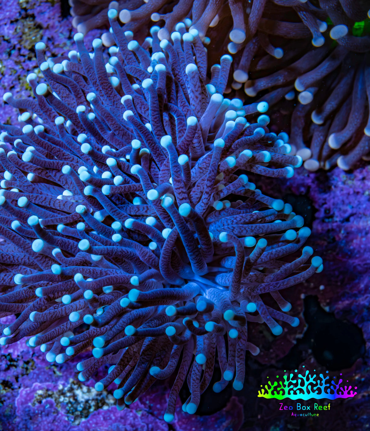 Purple Aqua Tip Torch Coral WYSIWYG 7cm Purple Aqua Tip Torch Coral WYSIWYG 7cm LPS Purple Aqua Tip Torch Coral WYSIWYG 7cm Zeo Box Reef