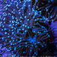 Purple Aqua Tip Torch Coral WYSIWYG 7cm Purple Aqua Tip Torch Coral WYSIWYG 7cm LPS Purple Aqua Tip Torch Coral WYSIWYG 7cm Zeo Box Reef