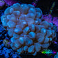 Purple Bubble Coral- WYSIWYG 6cm Purple Bubble Coral- WYSIWYG 6cm LPS Purple Bubble Coral- WYSIWYG 6cm Zeo Box Reef