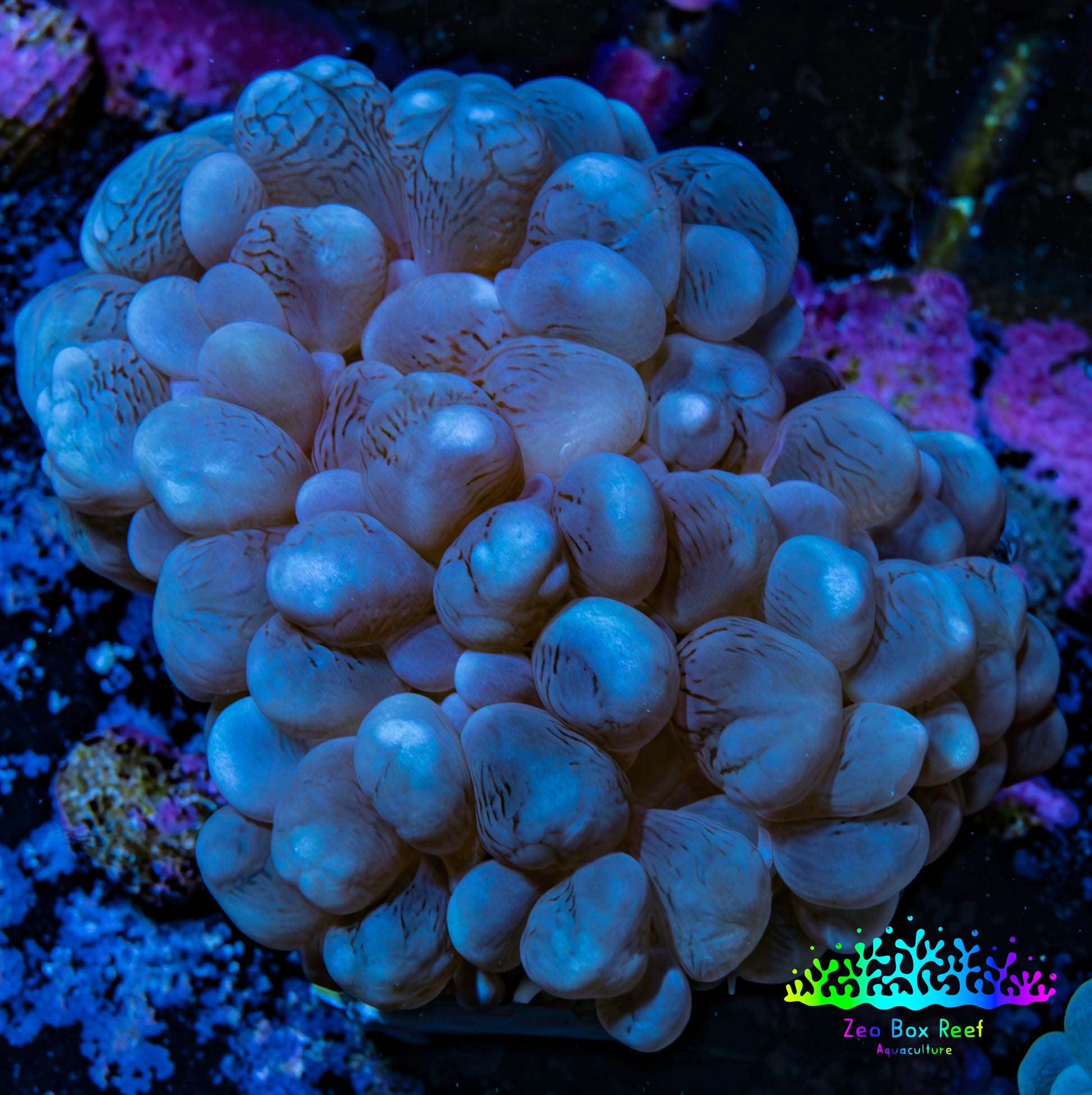 Purple Bubble Coral- WYSIWYG 6cm Purple Bubble Coral- WYSIWYG 6cm LPS Purple Bubble Coral- WYSIWYG 6cm Zeo Box Reef