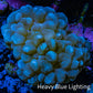 Purple Bubble Coral- WYSIWYG 6cm Purple Bubble Coral- WYSIWYG 6cm LPS Purple Bubble Coral- WYSIWYG 6cm Zeo Box Reef