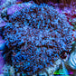 Purple Fluffy Rhodactis Coral WYSIWYG 5cm Purple Fluffy Rhodactis Coral WYSIWYG 5cm Soft Coral Purple Fluffy Rhodactis Coral WYSIWYG 5cm Zeo Box Reef