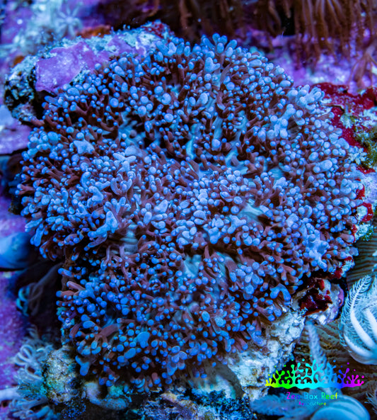 Purple Fluffy Rhodactis Coral WYSIWYG 5cm Purple Fluffy Rhodactis Coral WYSIWYG 5cm Soft Coral Purple Fluffy Rhodactis Coral WYSIWYG 5cm Zeo Box Reef