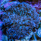 Purple Fluffy Rhodactis Coral WYSIWYG 5cm Purple Fluffy Rhodactis Coral WYSIWYG 5cm Soft Coral Purple Fluffy Rhodactis Coral WYSIWYG 5cm Zeo Box Reef