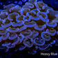 Purple Hammer Coral WYSIWYG 7cm A1R6B1 Purple Hammer Coral WYSIWYG 7cm A1R6B1 Aquarium Decor Purple Hammer Coral WYSIWYG 7cm A1R6B1 Zeo Box Reef