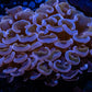 Purple Hammer Coral WYSIWYG 7cm A1R6B1 Purple Hammer Coral WYSIWYG 7cm A1R6B1 Aquarium Decor Purple Hammer Coral WYSIWYG 7cm A1R6B1 Zeo Box Reef
