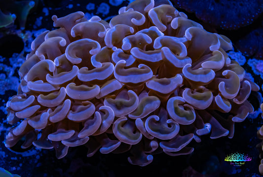Purple Hammer Coral WYSIWYG 7cm A1R6B1 Purple Hammer Coral WYSIWYG 7cm A1R6B1 Aquarium Decor Purple Hammer Coral WYSIWYG 7cm A1R6B1 Zeo Box Reef