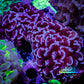 Purple Hammer Coral -  WYSIWYG 9cm A5R5B1 Purple Hammer Coral -  WYSIWYG 9cm A5R5B1 Aquarium Decor Purple Hammer Coral -  WYSIWYG 9cm A5R5B1 Zeo Box Reef