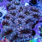 Purple Teal Pink Acan Coral WYSIWYG Purple Teal Pink Acan Coral WYSIWYG LPS Purple Teal Pink Acan Coral WYSIWYG Zeo Box Reef