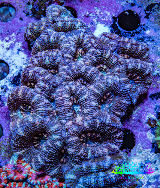 Purple Teal Pink Acan Coral WYSIWYG Purple Teal Pink Acan Coral WYSIWYG LPS Purple Teal Pink Acan Coral WYSIWYG Zeo Box Reef