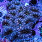 Purple Teal Pink Acan Coral WYSIWYG Purple Teal Pink Acan Coral WYSIWYG LPS Purple Teal Pink Acan Coral WYSIWYG Zeo Box Reef