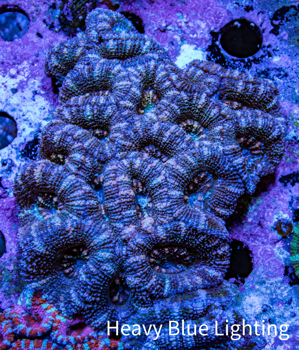 Purple Teal Pink Acan Coral WYSIWYG Purple Teal Pink Acan Coral WYSIWYG LPS Purple Teal Pink Acan Coral WYSIWYG Zeo Box Reef