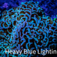 Purple Tip Hammer Coral -  WYSIWYG 10cm B5R6B1 Purple Tip Hammer Coral -  WYSIWYG 10cm B5R6B1 Aquarium Decor Purple Tip Hammer Coral -  WYSIWYG 10cm B5R6B1 Zeo Box Reef