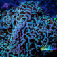 Purple Tip Hammer Coral -  WYSIWYG 10cm B5R6B1 Purple Tip Hammer Coral -  WYSIWYG 10cm B5R6B1 Aquarium Decor Purple Tip Hammer Coral -  WYSIWYG 10cm B5R6B1 Zeo Box Reef