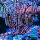 Purple White Polyp Gorgonian Coral WYSIWYG 10cm Purple White Polyp Gorgonian Coral WYSIWYG 10cm Soft Coral Purple White Polyp Gorgonian Coral WYSIWYG 10cm Zeo Box Reef