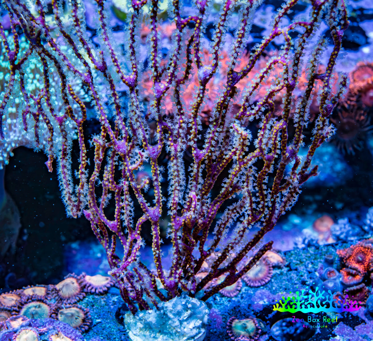Purple White Polyp Gorgonian Coral WYSIWYG 10cm Purple White Polyp Gorgonian Coral WYSIWYG 10cm Soft Coral Purple White Polyp Gorgonian Coral WYSIWYG 10cm Zeo Box Reef