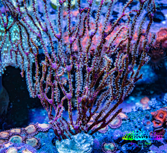 Purple White Polyp Gorgonian Coral WYSIWYG 10cm Purple White Polyp Gorgonian Coral WYSIWYG 10cm Soft Coral Purple White Polyp Gorgonian Coral WYSIWYG 10cm Zeo Box Reef