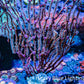 Purple White Polyp Gorgonian Coral WYSIWYG 10cm Purple White Polyp Gorgonian Coral WYSIWYG 10cm Soft Coral Purple White Polyp Gorgonian Coral WYSIWYG 10cm Zeo Box Reef