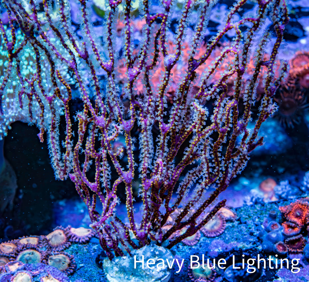 Purple White Polyp Gorgonian Coral WYSIWYG 10cm Purple White Polyp Gorgonian Coral WYSIWYG 10cm Soft Coral Purple White Polyp Gorgonian Coral WYSIWYG 10cm Zeo Box Reef