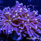 Purple & Gold Streak torch Torch Coral 7cm WYSIWYG Purple & Gold Streak torch Torch Coral 7cm WYSIWYG LPS Purple & Gold Streak torch Torch Coral 7cm WYSIWYG Zeo Box Reef