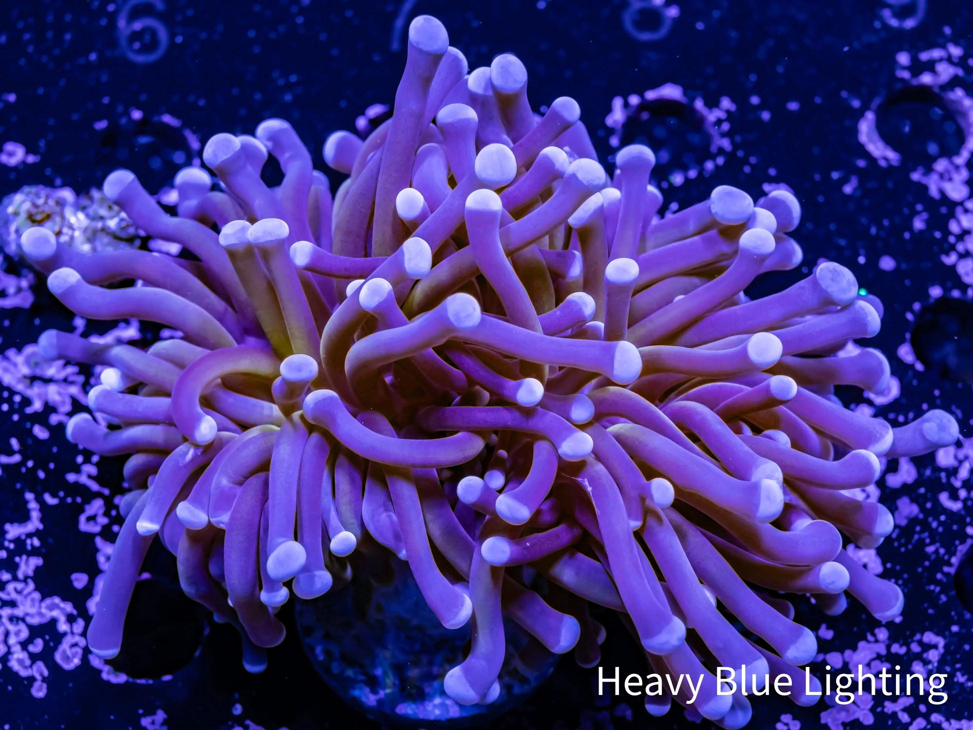 Purple & Gold Streak torch Torch Coral 7cm WYSIWYG Purple & Gold Streak torch Torch Coral 7cm WYSIWYG LPS Purple & Gold Streak torch Torch Coral 7cm WYSIWYG Zeo Box Reef