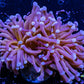 Purple & Gold Streak torch Torch Coral 7cm WYSIWYG Purple & Gold Streak torch Torch Coral 7cm WYSIWYG LPS Purple & Gold Streak torch Torch Coral 7cm WYSIWYG Zeo Box Reef