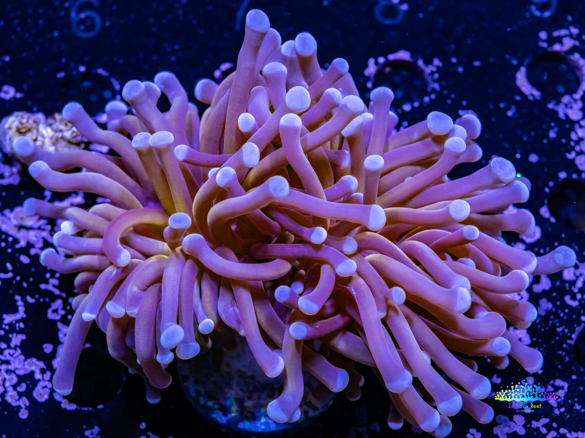 Purple & Gold Streak torch Torch Coral 7cm WYSIWYG Purple & Gold Streak torch Torch Coral 7cm WYSIWYG LPS Purple & Gold Streak torch Torch Coral 7cm WYSIWYG Zeo Box Reef